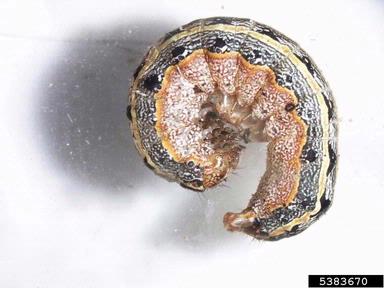 fall armyworm, Spodoptera frugiperda  (Lepidoptera: Noctuidae) - 5383670