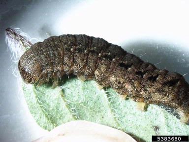 armyworm (Spodoptera cosmioides ) on wild marjoram (Origanum vulgare ) - 5383680