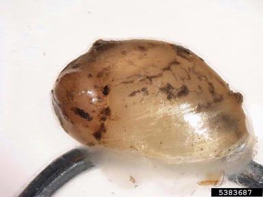 amber snail, Succinea costaricana  (Stylommatophora: Succineidae) - 5383687