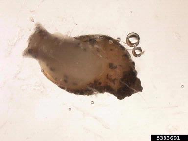 amber snail, Succinea costaricana  (Stylommatophora: Succineidae) - 5383691