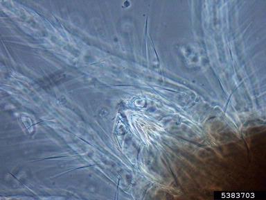 spider mites, Tetranychus spp.  (Acari: Tetranychidae) - 5383703