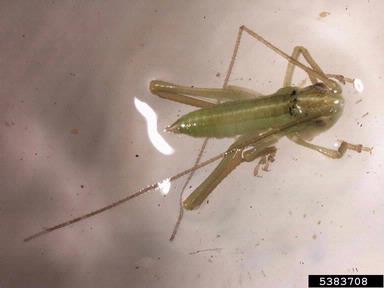 long-horned grasshopper,    (Orthoptera: Tettigoniidae) - 5383708