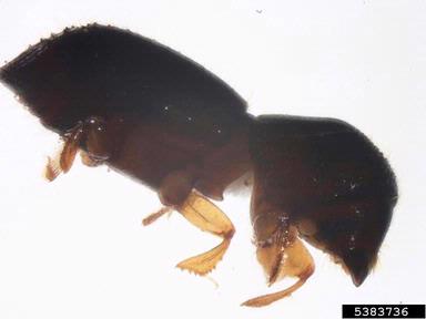ambrosia beetle, Xyleborus xylographus  (Coleoptera: Curculionidae) - 5383736