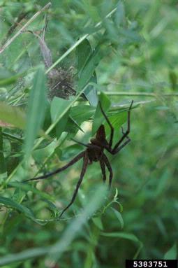 nursery web spider, Pisaurina mira  (Araneae: Pisauridae) - 5383751