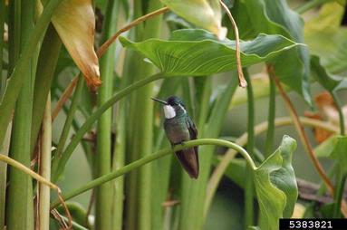 White-throated Mountain-gem, Lampornis castaneoventris  (Trochiliformes: Trochilidae) - 5383821
