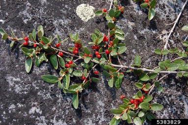russet buffaloberry, Shepherdia canadensis  (Rhamnales: Elaeagnaceae) - 5383829