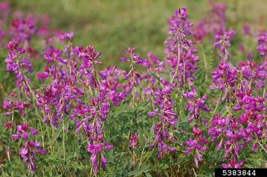 fireweed, Chamerion angustifolium  (Myrtales: Onagraceae) - 5383844