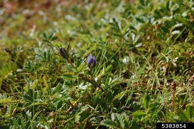 Dane's dwarf gentian, Gentianella tenella  (Gentianales: Gentianaceae) - 5383854