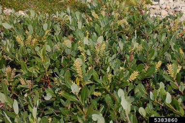 woolly willow, Salix lanata  (Salicales: Salicaceae) - 5383860