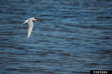 arctic tern, Sterna paradisaea  (Ciconiiformes: Laridae) - 5383884