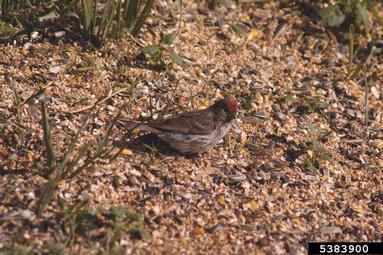 common redpoll, Carduelis flammea  (Passeriformes: Fringillidae) - 5383900