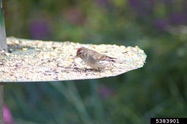 common redpoll, Carduelis flammea  (Passeriformes: Fringillidae) - 5383901