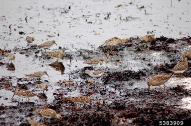 sanderling, Calidris alba  (Ciconiiformes: Scolopacidae) - 5383909
