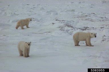 polar bear, Ursus maritimus  (Carnivora: Ursidae) - 5383955