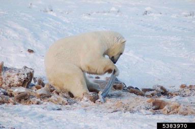 polar bear, Ursus maritimus  (Carnivora: Ursidae) - 5383970