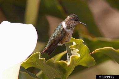 Scintillant Hummingbird, Selasphorus scintilla  (Trochiliformes: Trochilidae) - 5383992