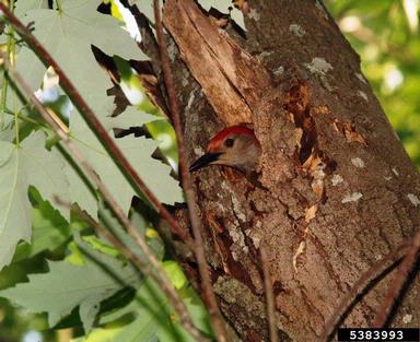 red-bellied woodpecker, Melanerpes carolinus  (Piciformes: Picidae) - 5383993