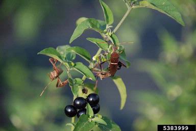 leaffooted bug, Leptoglossus phyllopus  (Hemiptera: Coreidae) - 5383999