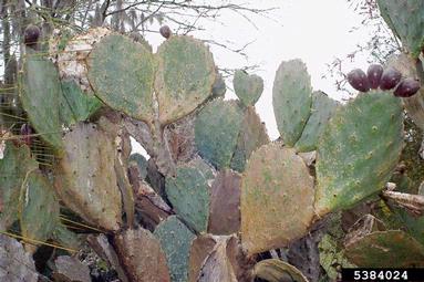 pricklypear/cholla, Opuntia spp.  (Caryophyllales: Cactaceae) - 5384024