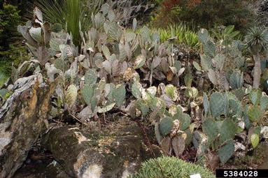 pricklypear/cholla, Opuntia spp.  (Caryophyllales: Cactaceae) - 5384028