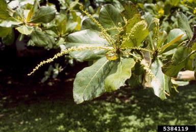 tropical almond, Terminalia catappa  (Myrtales: Combretaceae) - 5384119