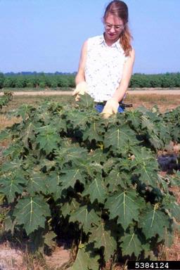 nipplefruit, Solanum mammosum  (Solanales: Solanaceae) - 5384124