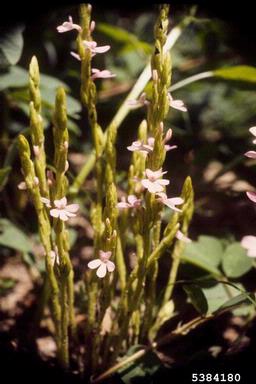 witchweed, Striga asiatica  (Scrophulariales: Scrophulariaceae) - 5384180