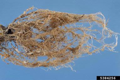 root-knot nematode (Meloidogyne mayaguensis ) on petunia (Petunia spp. ) - 5384256