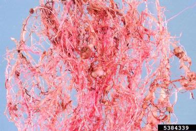 root-knot nematode (Meloidogyne mayaguensis ) on cowpea (Vigna unguiculata ) - 5384339