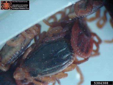 brown dog tick, Rhipicephalus sanguineus  (Acari: Ixodidae) - 5384388