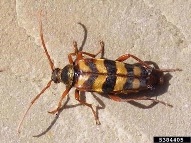 hornet beetle, Leptura aurulenta  (Coleoptera: Cerambycidae) - 5384405
