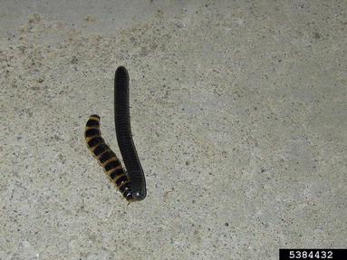Western banded glowworm, Zarhipis integripennis  (Coleoptera: Phengodidae) - 5384432