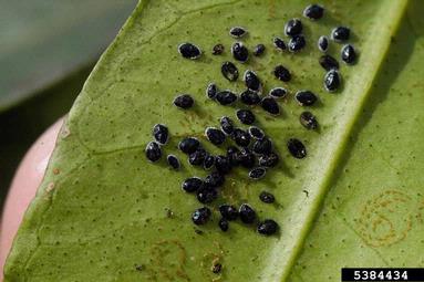 citrus blackfly (Aleurocanthus woglumi ) on citrus (Citrus spp. ) - 5384434