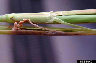 panicle rice mite (Steneotarsonemus spinki ) on rice (Oryza sativa ) - 5384440
