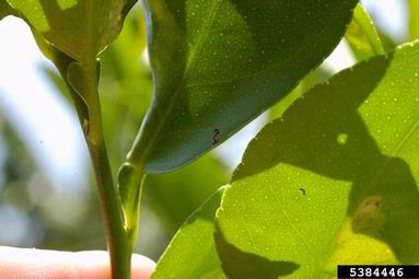Asian citrus psyllid (Diaphorina citri ) on citrus (Citrus spp. ) - 5384446