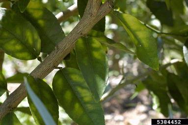 citrus greening (Candidatus Liberibacter asiaticus ) on citrus (Citrus spp. ) - 5384452