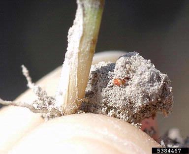 chinch bug (Blissus leucopterus leucopterus) on rice (Oryza sativa ) - 5384467