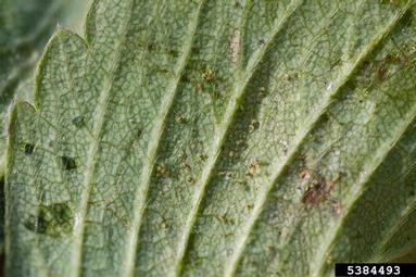 strawberry spider mite (Tetranychus turkestani ) on strawberry (Fragaria x ananassa ) - 5384493