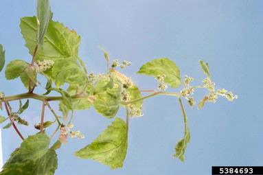 Clover Yellow Mosaic Virus, Potexvirus ClYMV  (Unassigned single stranded positive-sense RNA viruses: Flexiviridae) - 5384693