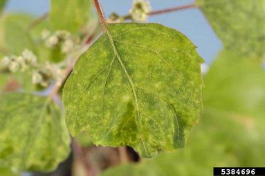 Clover Yellow Mosaic Virus, Potexvirus ClYMV  (Unassigned single stranded positive-sense RNA viruses: Flexiviridae) - 5384696