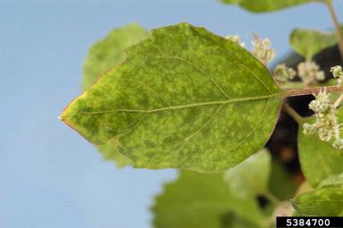 Clover Yellow Mosaic Virus, Potexvirus ClYMV  (Unassigned single stranded positive-sense RNA viruses: Flexiviridae) - 5384700