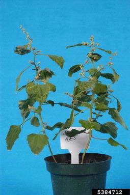 Clover Yellow Mosaic Virus, Potexvirus ClYMV  (Unassigned single stranded positive-sense RNA viruses: Flexiviridae) - 5384712