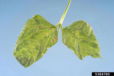Bean Common Mosaic Virus (Potyvirus BCMV ) on cowpea (Vigna unguiculata ) - 5384780