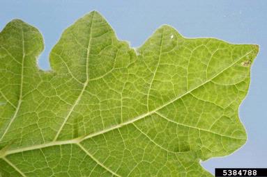 Bidens Mottle Virus (Potyvirus BiMoV ) on tropical soda apple (Solanum viarum ) - 5384788