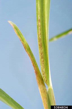 Sugarcane Mosaic Virus (Potyvirus SCMV ) on St. Augustine grass (Stenotaphrum spp. ) - 5384834