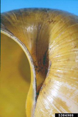 apple snails, Pomacea spp.  (Architaenioglossa: Ampullariidae) - 5384988