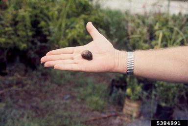 European brown snail, Cornu aspersum  (Stylommatophora: Helicidae) - 5384991