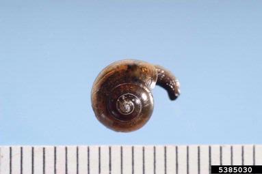 Ovachlamys fulgens, Ovachlamys fulgens  (Eupulmonata: Helicarionidae) - 5385030