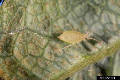 strawberry aphid, Chaetosiphon fragaefolii  (Hemiptera: Aphididae) - 5385151