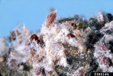 woolly apple aphid, Eriosoma lanigerum  (Hemiptera: Aphididae) - 5385166